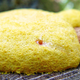 Image for article titled It's a Slime Mold's World, We're Just Living In It
